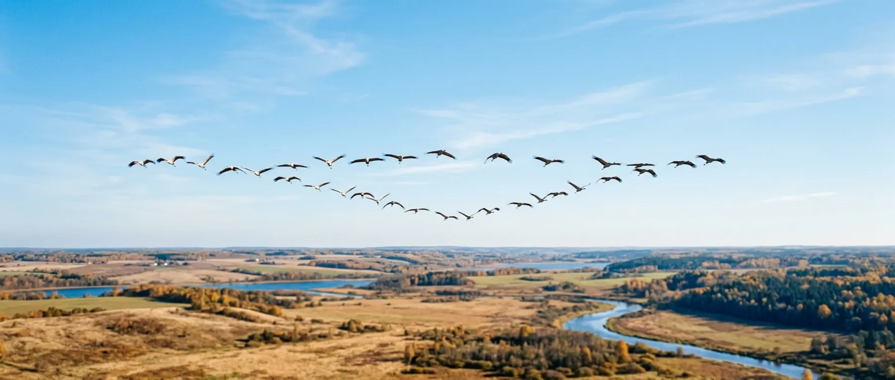 Ein Kranichschwarm zieht in V-Formation über eine herbstliche Flusslandschaft.